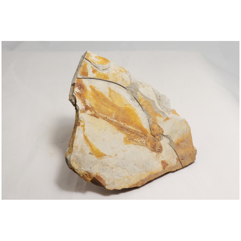 Poisson fossilisé - Chine