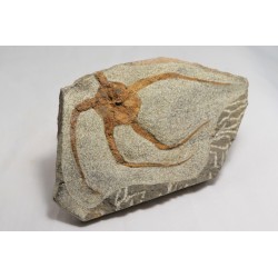 Etoile de mer fossilisée (recollée) - Maroc