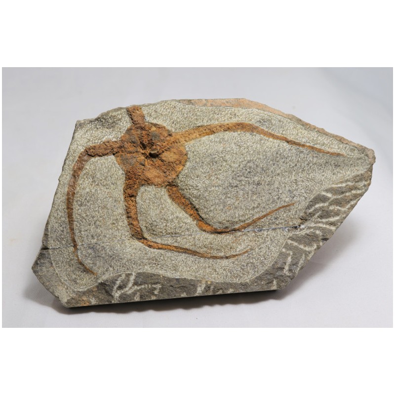 Etoile de mer fossilisée (recollée) - Maroc