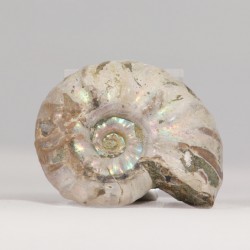 Ammonite nacrée