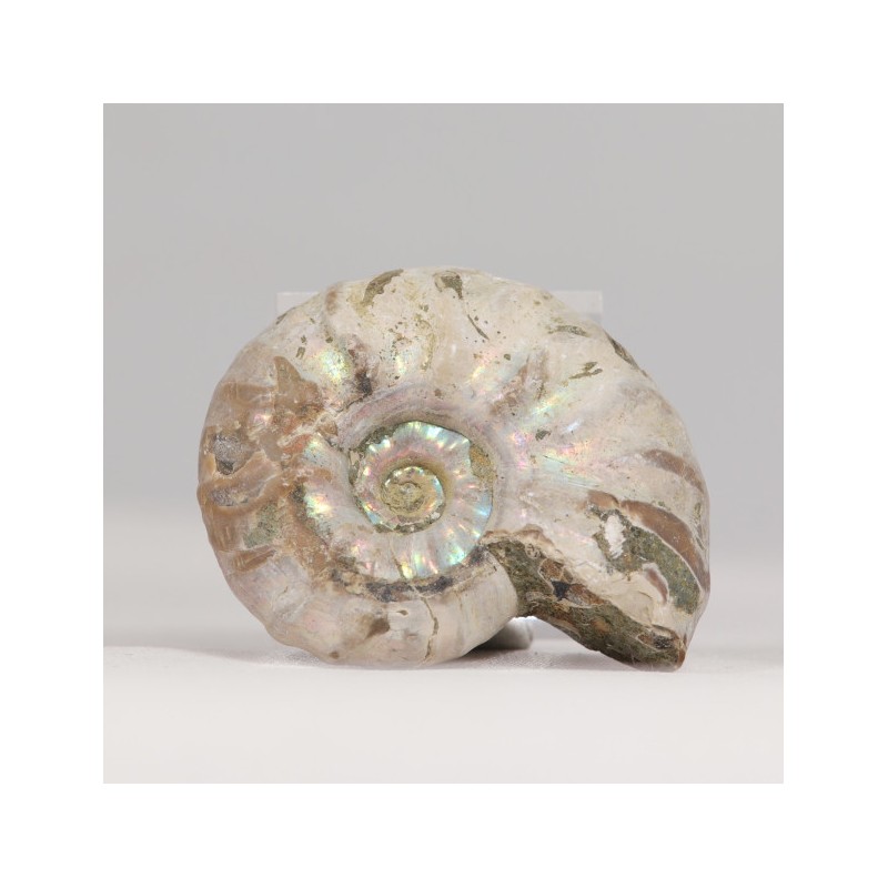 Ammonite nacrée