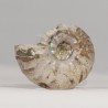 Ammonite nacrée - Madagascar