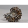 Ammonite - France