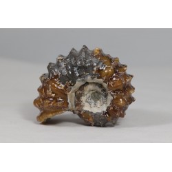Ammonite nacrée - Madagascar