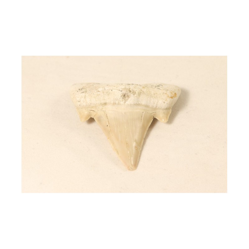 Fossile Dent de requin, Maroc