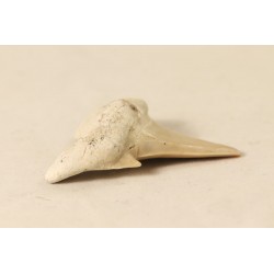 Fossile Dent de requin, Maroc