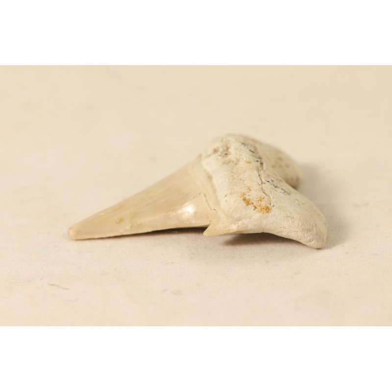 Fossile Dent de requin, Maroc