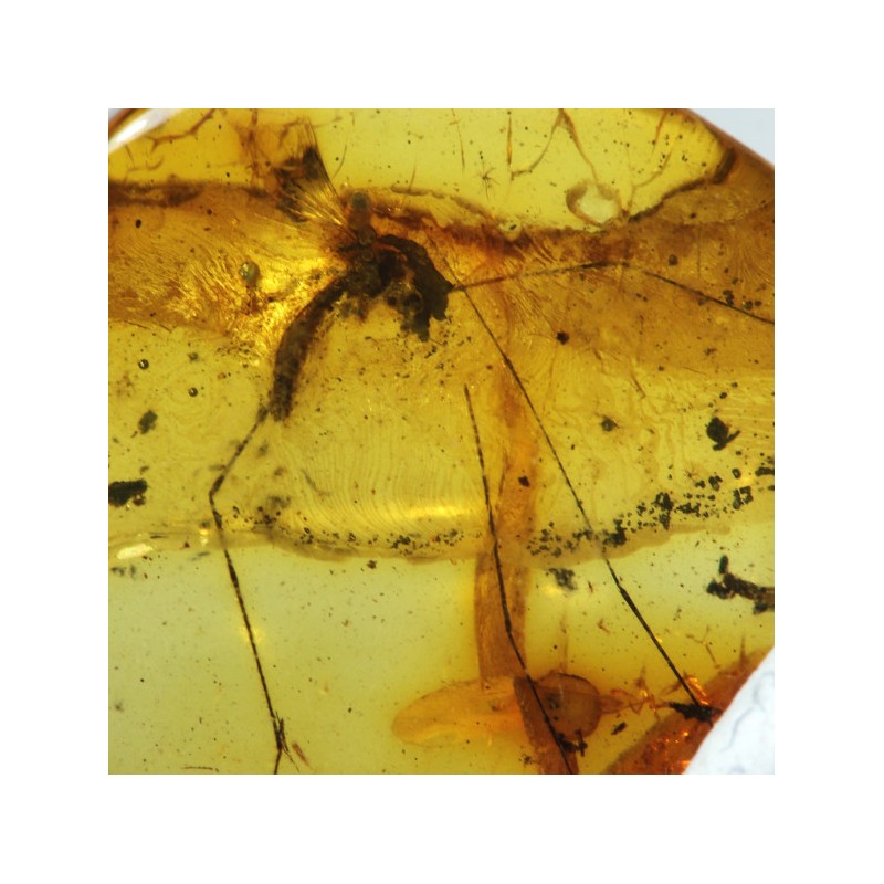Ambre avec Insecte - Mer Baltique