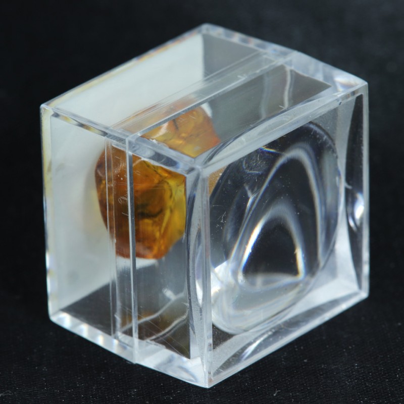 Ambre avec Insecte - Mer Baltique
